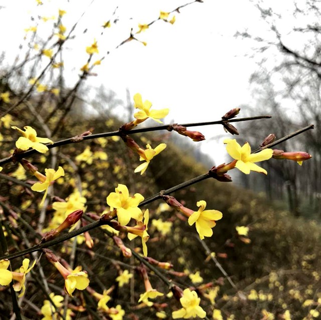 迎春花（外二首）